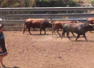 Búsqueda del toro escapado en Castellón tras robo – Superdeporte news-12082024-191656