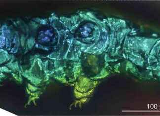 Invertebrados microscópicos “inmortales” con superpoderes – Descubrimiento de 180 millones de años news-15082024-194857