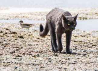Prohibición de colonias de gatos en Baleares y Canarias news-16092024-091639