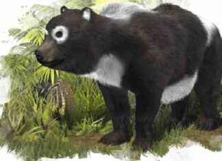 Origen del Oso Panda en España: Hace 11 millones de años news-24092024-094747