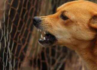 Cómo actuar si un perro infectado nos muerde en España news-28092024-054439
