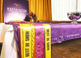 Ganadores del Mejor en Show del Westminster Kennel Club Dog Show por Razas y Años ganadores-del-mejor-en-show-del-westminster-kennel-club-dog-show-por-razas-y-aos