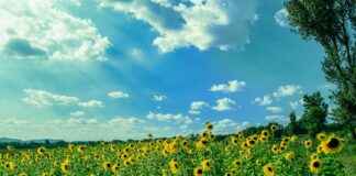 Alineaciones De Rayo Vallecano Contra Real Madrid Alineaciones De Rayo Vallecano Contra Real Madrid