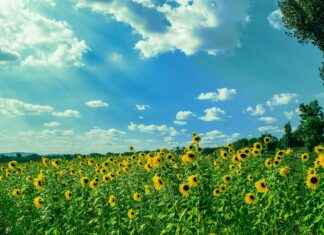 Alineaciones De Rayo Vallecano Contra Real Madrid Alineaciones De Rayo Vallecano Contra Real Madrid