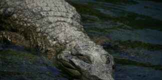 Estadísticas De Valencia C. F. Contra Real Madrid Estadísticas De Valencia C. F. Contra Real Madrid