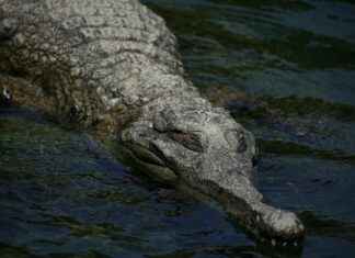 Estadísticas De Valencia C. F. Contra Real Madrid Estadísticas De Valencia C. F. Contra Real Madrid